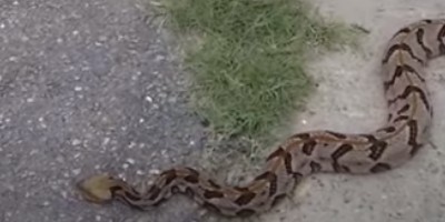 Nashville snake